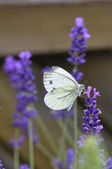 A Cabbage butterfly (Pieris brassicae) sucking nectar on the flower of true lavender (Lavandula angustifolia), in a natural environment in a garden, nice bokeh in the background, close-up, wildlife, insects, butterflies, butterflies, Wilnsdorf, North Rhine-Westphalia, Germany