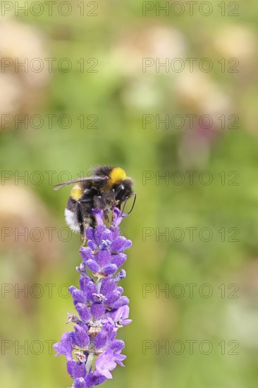Ground bumblebee (Bombus terrestris), on a lavender flower (Lavandula angustifolia), macro photograph, bokeh in the background, Wilnsdorf, North Rhine-Westphalia, Germany