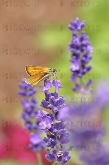 Large skipper (Ochlodes venatus), collecting nectar from a flower of Common lavender (Lavandula angustifolia), close-up, macro photograph, Wilnsdorf, North Rhine-Westphalia, Germany