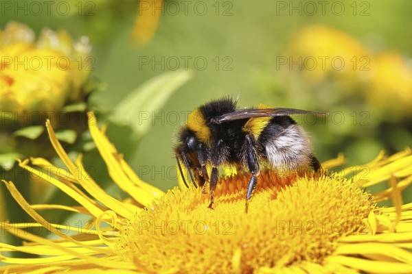 Earth bumblebee (Bombus terrestris), collecting nectar on a yellow flower of a Great Telekie (Telekia speciosa), Wilnsdorf, North Rhine-Westphalia, Germany
