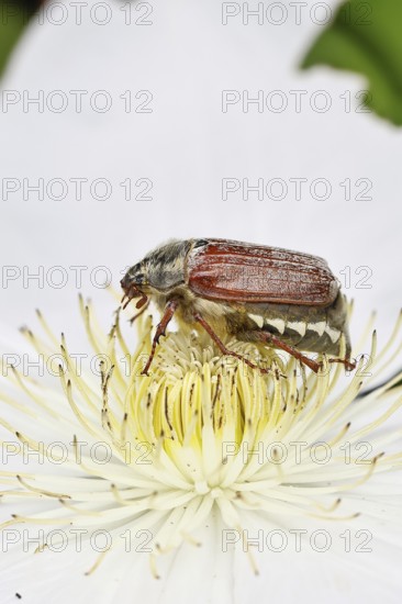 Cockchafer, field cockchafer (Melolontha melolontha), female on a clematis flower, Wilnsdorf, North Rhine-Westphalia, Germany