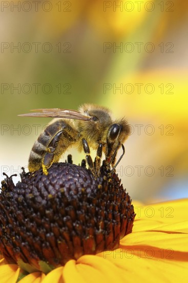 European honey bee (Apis mellifera), collecting nectar from a flower of the yellow coneflower (Echinacea paradoxa), covered with pollen on the body, macro photograph, Wilnsdorf, North Rhine-Westphalia, Germany