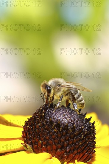 European honey bee (Apis mellifera), collecting nectar from a yellow coneflower (Echinacea paradoxa), macro photograph, Wilnsdorf, North Rhine-Westphalia, Germany