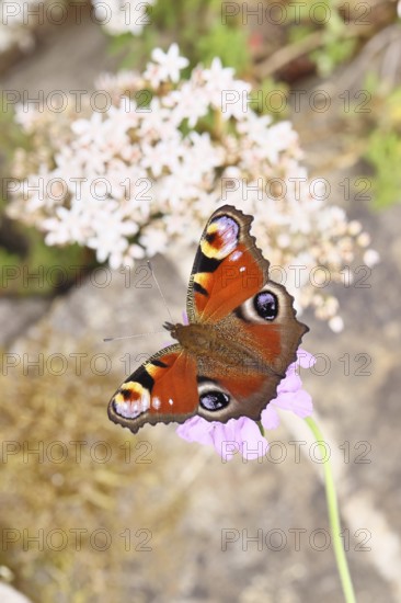 Peacock butterfly (Inachis io) sucking nectar on butterfly bush (Buddleja davidii), in a natural environment in the wild, close-up, wildlife, insects, butterflies, butterflies, Wilnsdorf, North Rhine-Westphalia, Germany