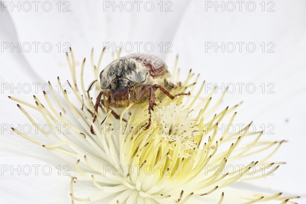 Cockchafer, field cockchafer (Melolontha melolontha), female on a clematis flower, Wilnsdorf, North Rhine-Westphalia, Germany