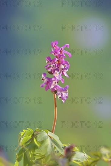 Hollow larkspur (Corydalis cava), inflorescence in a beech forest, spring, Wilnsdorf, North Rhine-Westphalia, Germany
