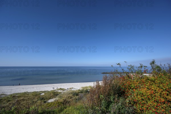 Baltic Sea beach of Ahrenshoop, on the right a rose bush with red rose hips, DarÃŸ, Mecklenburg-Western Pomerania, Germany