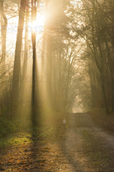 A hilly forest path illuminated by golden sunrays, morning fog, warm light, flooded with light, fascinating rays of light, peaceful, atmosphere, fog, glows, morning haze, morning sun, misty, forest, path, early fog, close-to-nature, mixed forest, shadow play, autumnal, grass, leaves, light spots, light mood, sunlight, morning, haze, natural forest, nature, mood, atmosphere mystical, magical, season, beauty, wonder, beautiful, LÃ¼neburg district, Lower Saxony, Germany
