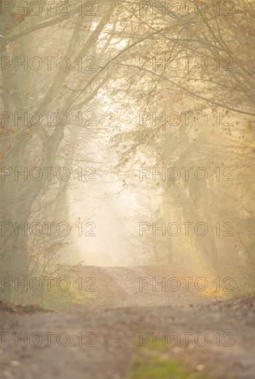 A hilly forest path illuminated by golden sunrays, morning fog, warm, soft light, flooded with light, fascinating, light rays, peaceful, mood, fog, glow, morning sun, misty, forest, path, early fog, close to nature, mixed forest, deciduous forest, shadow play, autumn, grass, leaves, light, lighting mood, sunlight, morning, haze, bright, nature, atmospheric, mystical enchanting, beauty, wonder, beautiful, fairy, lovely, LÃ¼neburg district, Lower Saxony, Germany