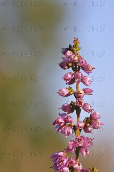Flowering heather (Calluna vulgaris), heather, Trupacher Heide nature reserve, Siegen, North Rhine-Westphalia, Germany