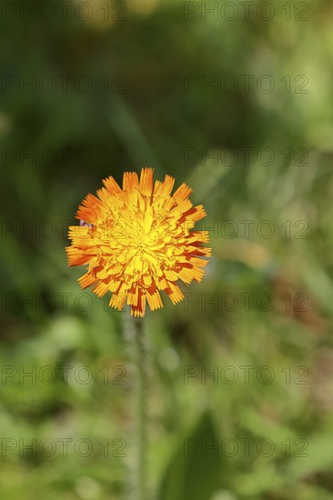 Orange hawkweed, orange-red hawkweed (Hieracium aurantiacum), flower on a rough meadow, Wilnsdorf, North Rhine-Westphalia, Germany