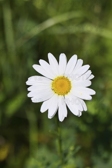 Daisy (Leucanthemum vulgare), flower in a meadow, close-up, macro, Wilnsdorf, North Rhine-Westphalia, Germany
