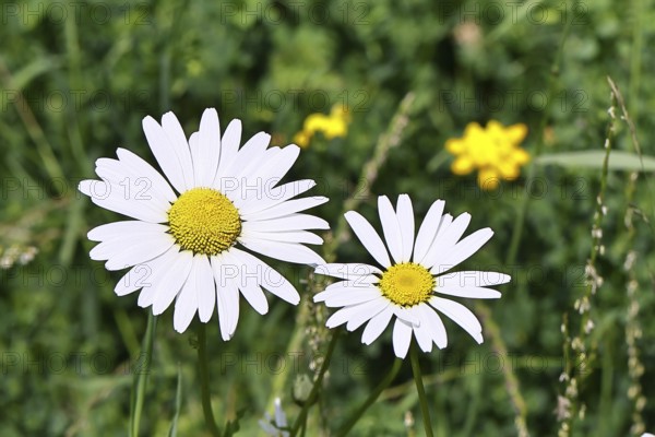 Low-nutrient meadow daisy Low-nutrient meadow daisy (Chrysanthemum leucanthemum), flowers in a meadow, Wilnsdorf, North Rhine-Westphalia, Germany
