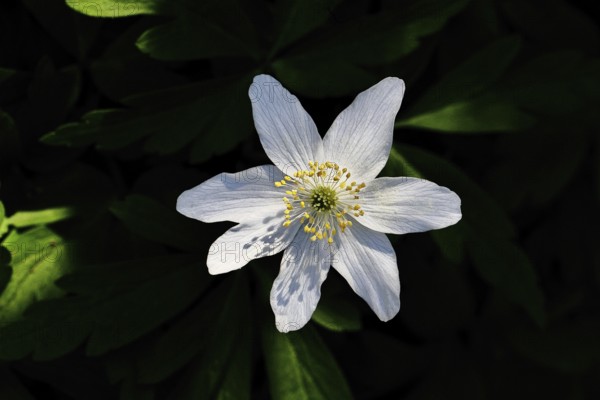 Wood anemone (Anemone nemorosa), flower, close-up, Wilnsdorf, North Rhine-Westphalia, Germany