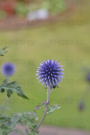 Blue globe thistle (Echinops ritro), flower, ornamental plant in a garden, Wilnsdorf, North Rhine-Westphalia, Germany
