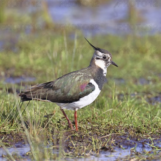 Lapwing (Vanellus vanellus), in splendid plumage, foraging in a marshy meadow, wildlife, Lembruch, Ochsen Moor, DÃ¼mmer nature park Park, Lower Saxony, Germany