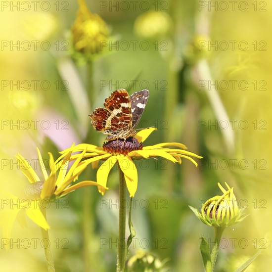 Land carder (Araschnia levana), summer generation, closed wings, underside of wings, on a flower of the yellow coneflower (Echinacea paradoxa), in a natural environment in the wild, close-up, wildlife, insects, butterflies, butterflies, Wilnsdorf, North Rhine-Westphalia, Germany