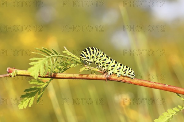 Swallowtail caterpillar (Papilio machaon), caterpillar sitting on Wild carrot (Daucus carota), Trupbacher Heide nature reserve with heathland and nutrient-poor grassland, former military training area, Siegerland, North Rhine-Westphalia, Germany