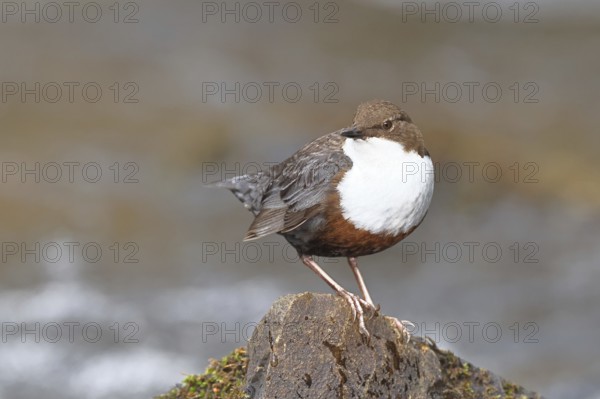 White-throated White-throated Dipper (Cinclus cinclus) standing with prey on a stone in the middle of a stream, the only native songbird that can also dive, wildlife, native nature, Wilnsdorf, North Rhine-Westphalia, Germany