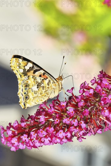 Thistle butterfly (Vanessa cardui) on a flower of the butterfly bush (Buddleja davidii), butterfly bush, in a natural environment in the wild, underside of wings, wildlife, insects, butterflies, butterflies, Wilnsdorf, North Rhine-Westphalia, Germany