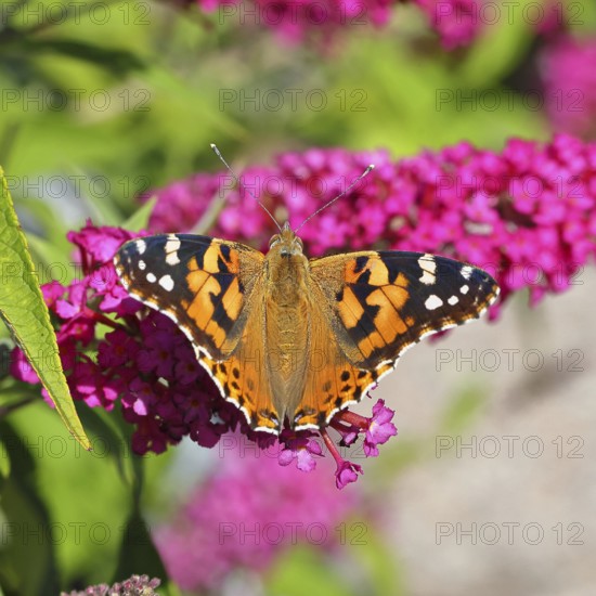 Thistle butterfly (Vanessa cardui) on a flower of the butterfly bush (Buddleja davidii), in a natural environment in the wild, Wildlife, Insects, Butterflies, Butterflies, Wilnsdorf, North Rhine-Westphalia, Germany