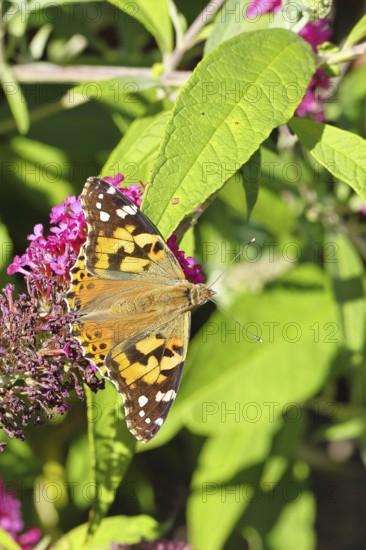 Thistle butterfly (Vanessa cardui) on a flower of the butterfly bush (Buddleja davidii), in a natural environment in the wild, Wildlife, Insects, Butterflies, Butterflies, Wilnsdorf, North Rhine-Westphalia, Germany