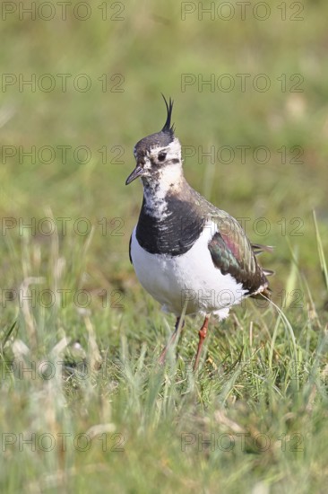 Lapwing (Vanellus vanellus), in splendid plumage, foraging in a marshy meadow, wildlife, Lembruch, Ochsen Moor, DÃ¼mmer nature park Park, Lower Saxony, Germany
