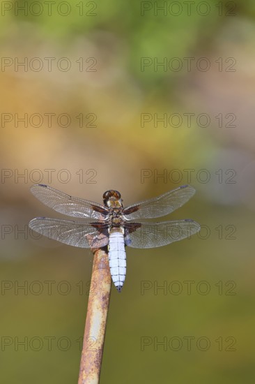 Flat-bellied dragonfly (Libellula depressa), family of damselflies (Libellulidae), male sitting on a fence top in the garden, close-up, Wilnsdorf, North Rhine-Westphalia, Germany