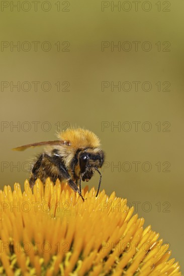 Field bumblebee (Bombus pascuorum), collecting nectar on a purple coneflower (Echinacea purpurea), close-up, Wilnsdorf, North Rhine-Westphalia, Germany