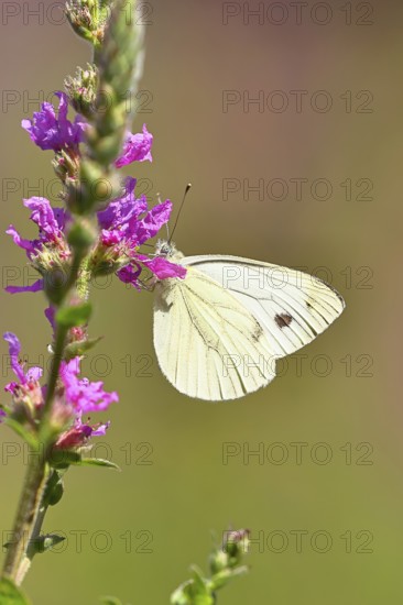 A Cabbage butterfly (Pieris brassicae) sucking nectar on the flower of the purple loosestrife (Lythrum salicaria), in a natural environment in the wild, nice bokeh in the background, Wildlife, Insects, Butterflies, Butterflies, Wilnsdorf, North Rhine-Westphalia, Germany
