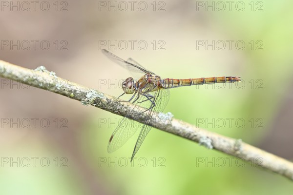 Common Darter (Sympetrum striolatum), female on a branch, close-up, Wilnsdorf, North Rhine-Westphalia, Germany
