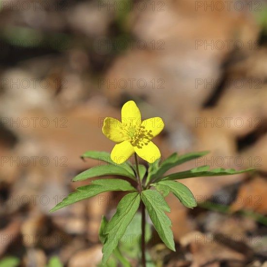 Yellow Anemone, Anemone ranunculoides, Yellow Wood Anemone, Anemone ranunculoides, in a beech forest, Wilnsdorf, North Rhine-Westphalia, Germany
