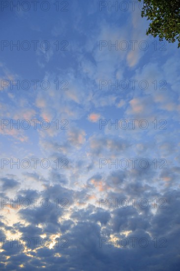 Large fleecy clouds (Altocumulus) in the evening sky, Mecklenburg-Vorpommern, Germany