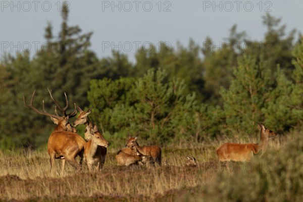 The red deer mounts another female in front of the red deer (Cervus elaphus) to signal that she is ready to mate, mating season, reproduction, Denmark