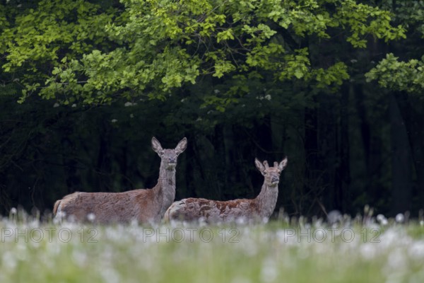 Red deer (Cervus elaphus) with one-year-old stag on a forest meadow, the physically much weaker male has a clear skull deformation, perhaps he was the victim of a road accident, road casualty, deformity, Germany