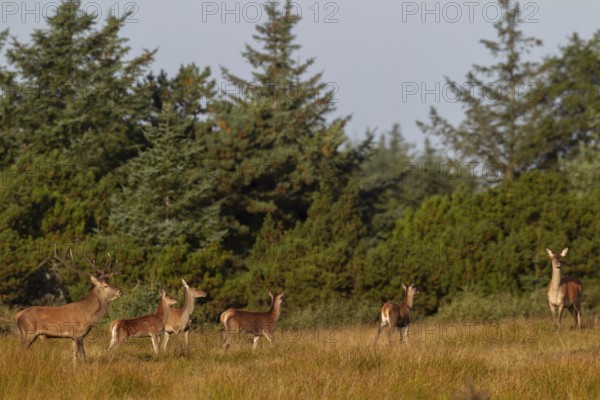 Red deer (Cervus elaphus) with red deer and stag calves during the rut in a clearing, in quiet areas with low hunting pressure, the animals can be observed all day in such areas, Denmark