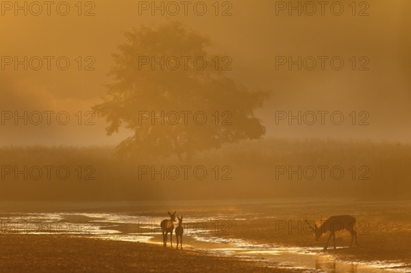 The beginning of a fantastic rutting morning, when a red deer (Cervus elaphus) with red deer and calf appear on the stage in the most beautiful morning light, rutting season, Germany