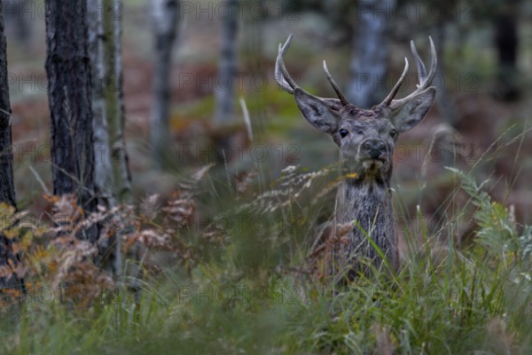 My first red deer photo (Cervus elaphus) from Upper Lusatia in Saxony, Germany