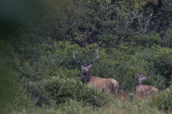 A red deer (Cervus elaphus) stands with its herd at the edge of a swamp, red deer herd, rutting season, Denmark