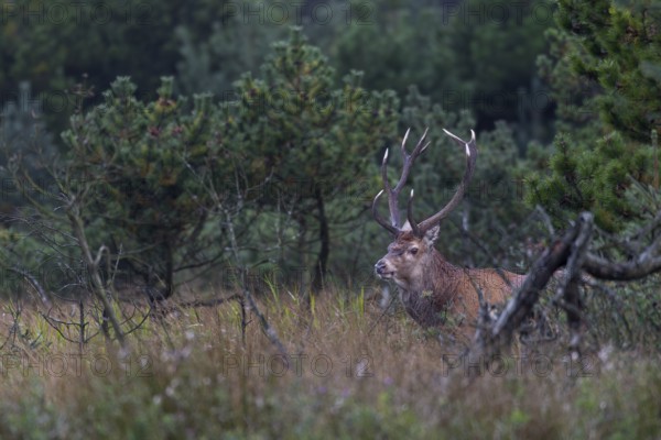 A red deer (Cervus elaphus) at the edge of a moorland meadow, rutting season, Denmark