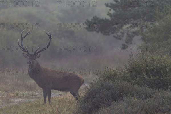 While I'm still standing at the car preparing my photo equipment, a red deer (Cervus elaphus) appears on the opposite side of the road, rutting season, morning mist, Denmark
