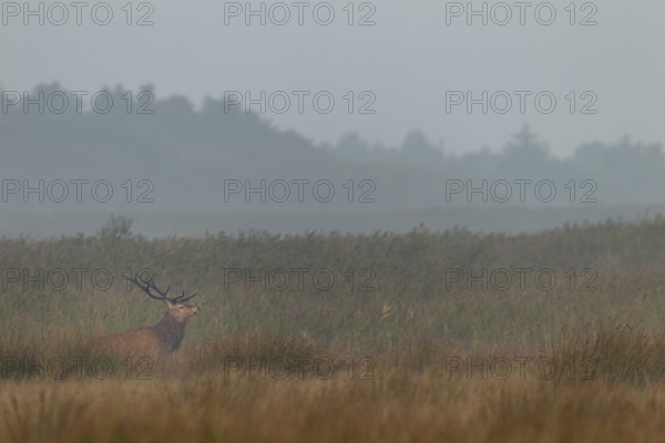 Red deer (Cervus elaphus) in rut in front of a reed belt, Denmark