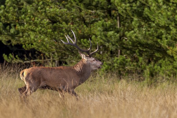 This red deer (Cervus elaphus), with only one antler, I could photograph the 2 previous years, about 2 km away from this place, one-antlered deer, abnormal, rutting season, Denmark