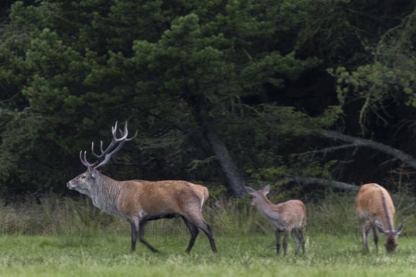 In the evening, a red deer (Cervus elaphus) with doe and calf enters a forest meadow, as more females appear, he runs towards them, rutting season, top dog, Denmark