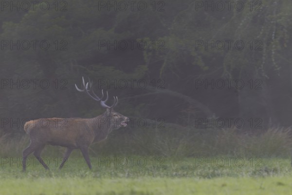 With the onset of dusk, the red deer (Cervus elaphus) increases its activity, rutting season, Denmark