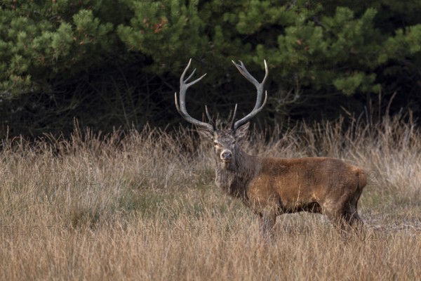 A beautiful red deer (Cervus elaphus) appears unexpectedly in a hidden clearing, rutting season, Denmark