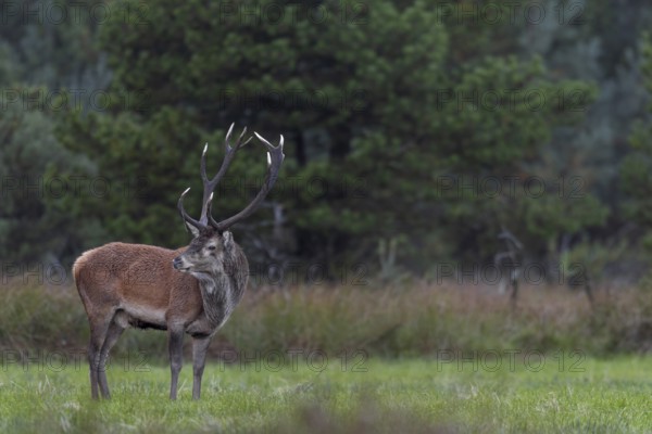 Red deer (Cervus elaphus) on a wild meadow, rutting season, Denmark