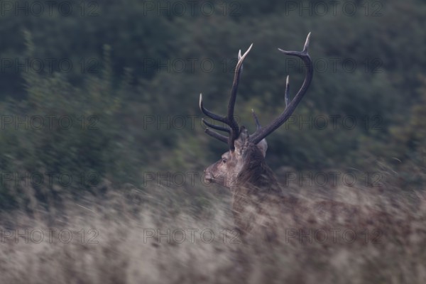 Suddenly this red deer (Cervus elaphus) stands in front of me and immediately takes flight, fear, rutting season, Denmark