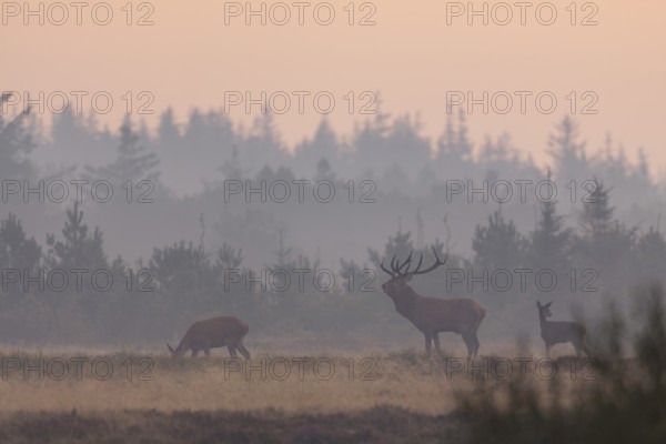 A roaring red deer (Cervus elaphus) with red deer and calf in the morning mist in a meadow, the rising sun colours the sky in a pink light, morning red, foggy landscape, rutting season, Denmark