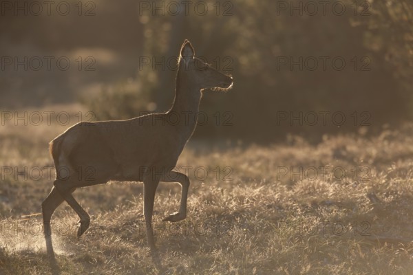 Red deer (Cervus elaphus) fleeing across a clearing in the forest, in the backlight you can recognise the sand whirled up by the shells, Denmark